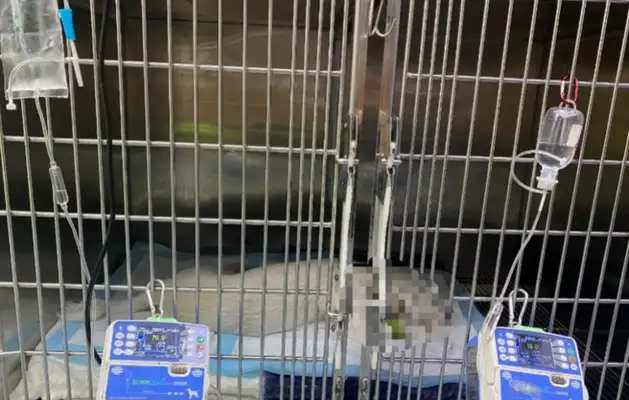 Less than 20 hours after the dog was referred to the hospital, the hospital was questioned and the City Board intervened