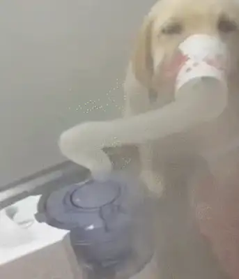 Dogs dry their coughs, and they're good