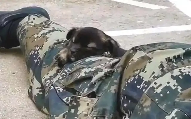 He came to his face and fell down on his leg while the coolest soldiers didn't notice. Sleep