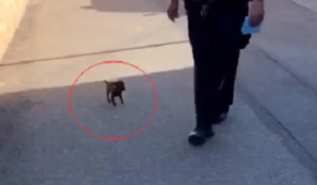He's on the street, he's met a warm cop, and he's now promoted to a police dog