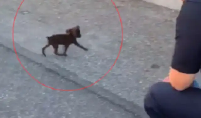 He's on the street, he's met a warm cop, and he's now promoted to a police dog