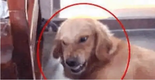 The dog had a tooth on the little girl, the little girl had a slap on her face, the baby had a hard heart