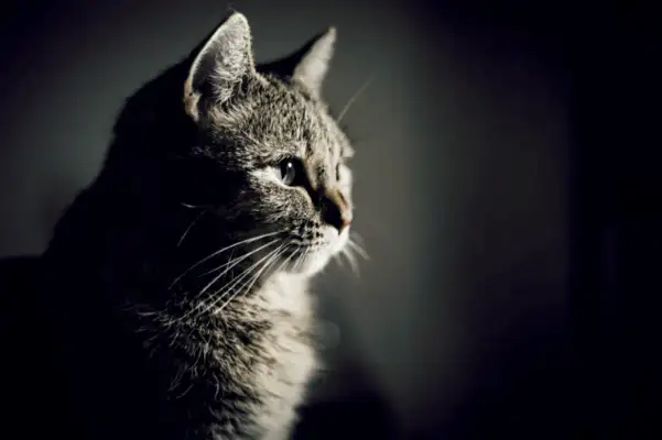 Secret pet burial, the price of death for cats and dogs