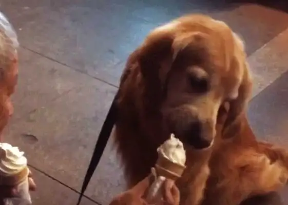 Old people and dogs eat ice cream. It makes people feel so sweet, and I feel so sad