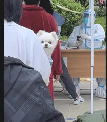 The girl took the dog for the nucleic acid test, and he looked happy: finally, the stairs