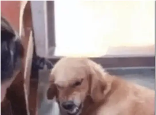 The dog had a tooth on the little girl, the little girl had a slap on her face, the baby had a hard heart