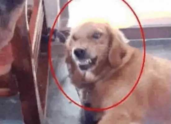 The dog had a tooth on the little girl, the little girl had a slap on her face, the baby had a hard heart