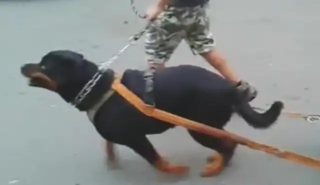 The dog pulls dozens of pounds of tires, he's tired every day. The dog: The owner is profitable