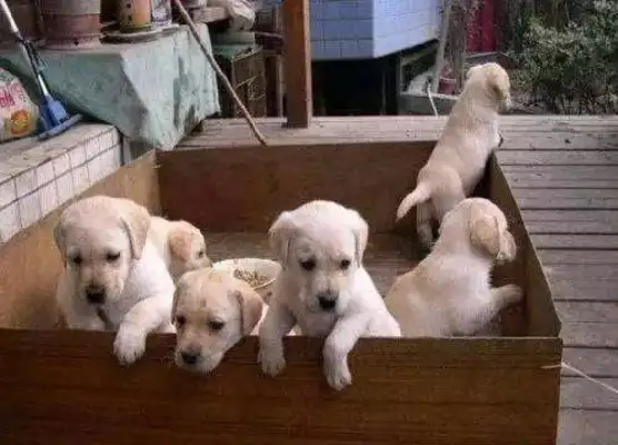 The dog had a bunch of babies. The Labrador master was so happy