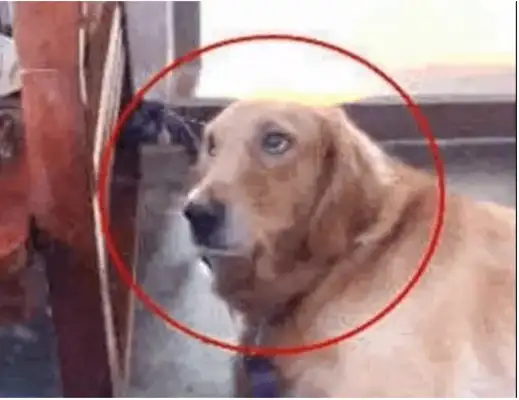 The dog had a tooth on the little girl, the little girl had a slap on her face, the baby had a hard heart
