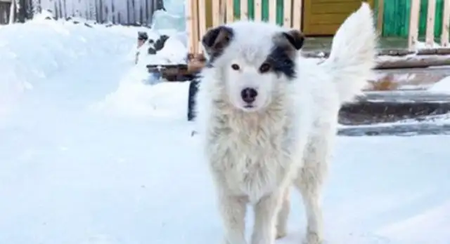 The boy was abandoned and frozen for two days, and the warm dog saved himself with his own temperature