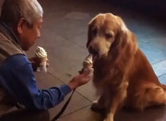 Old people and dogs eat ice cream. It makes people feel so sweet, and I feel so sad