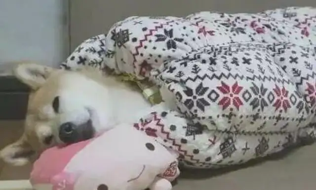 The owner bought an outdoor sleeping bag
