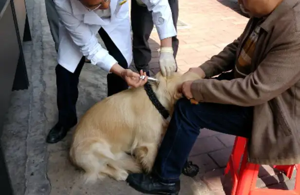 Anyang's dog bite case led to the old case and the dog-wowing woman was charged with fraud