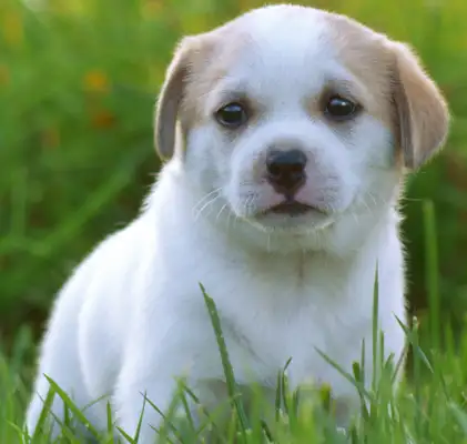 Do you want to pay for kicking a dog to death? New provisions in the Civil Code