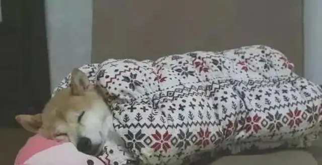 The owner bought an outdoor sleeping bag