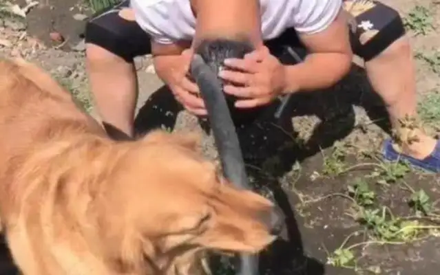The dog was smart and understanding, but he ran into the owner