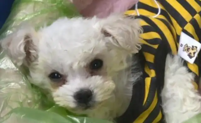 It's worse than a bear in the back of a cab, the dog owner refuses to answer the phone. People