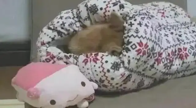 The owner bought an outdoor sleeping bag