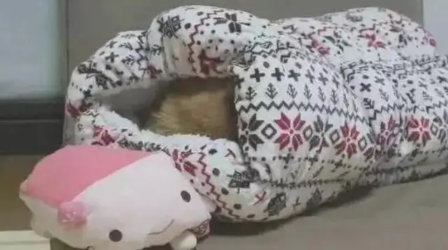 The owner bought an outdoor sleeping bag