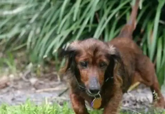 Dogs are old-fashioned and 18-year-old dogs live so well