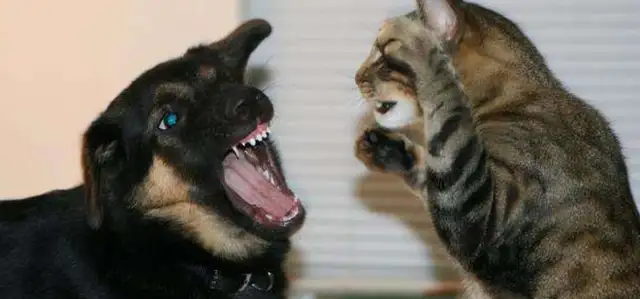 A Canadian cat was famous for crying seven bit dogs and two more. Hospital