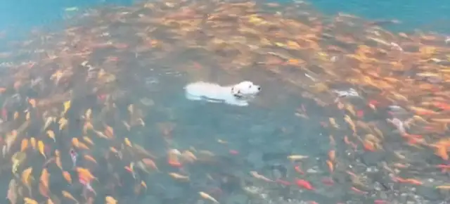 Dogs jump into a lake with walls, and a bunch of walls circle around it