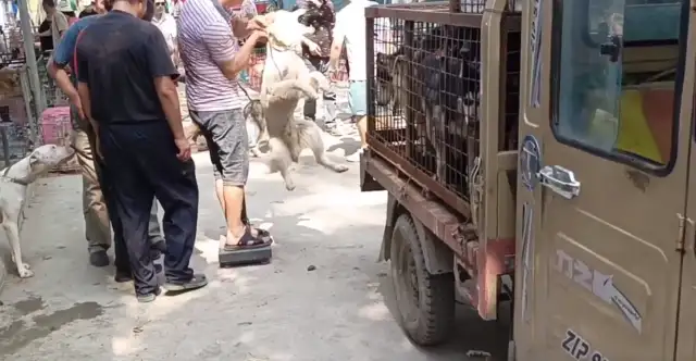 Jiangsu: Where's the dog-dog out of the yard? The dog car is full of pets, owner of the dog field: it's worthless