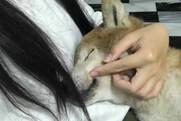 The 17-year-old mentally disabled dog couldn't get away, woke up without his family crying