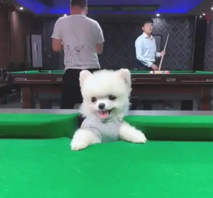 Puppies and masters play billiards, "another" games play in the eyes of people. Netizens: It's a practical exercise