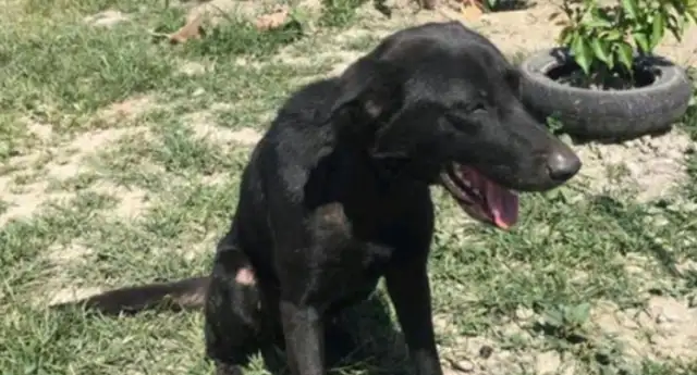 The dog's been strangled for three years. The girl doesn't listen to Dad's advice