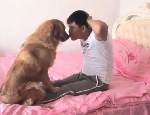 The dog was smart and understanding, but he ran into the owner