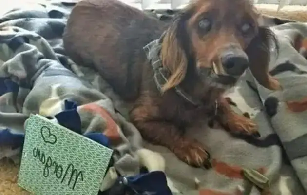 Dogs are old-fashioned and 18-year-old dogs live so well
