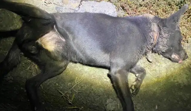 The dog's been strangled for three years. The girl doesn't listen to Dad's advice