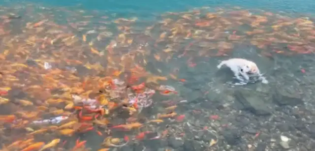 Dogs jump into a lake with walls, and a bunch of walls circle around it