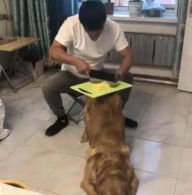 The dog was smart and understanding, but he ran into the owner