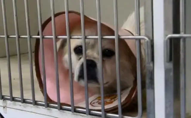 It's worse than a bear in the back of a cab, the dog owner refuses to answer the phone. People