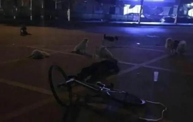 The old Jiangxi woman died on the street, eight stray dogs were standing next to her