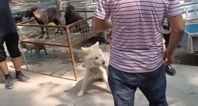 Jiangsu: Where's the dog-dog out of the yard? The dog car is full of pets, owner of the dog field: it's worthless