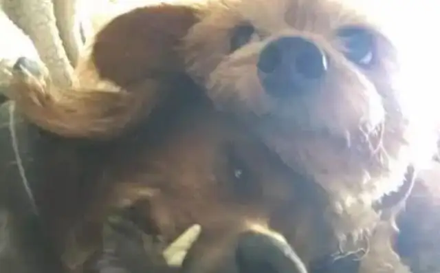 Dogs are old-fashioned and 18-year-old dogs live so well