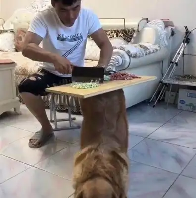 The dog was smart and understanding, but he ran into the owner