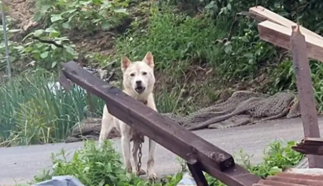 The stray dog was crying all over the ruins, and the good man was following his voice and digging up four dogs