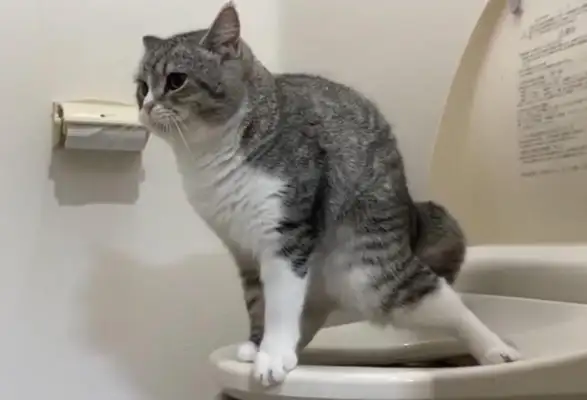 Master bumped into a cat and pooped on a toilet