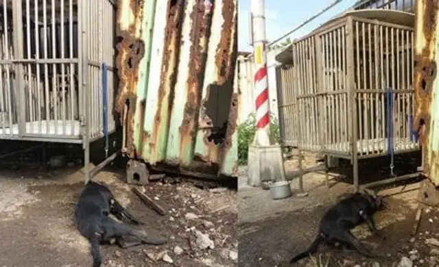 The black dog is trapped in an open iron cage, and the water cools, and the smoke is pouring blood