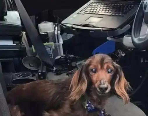 Dogs are old-fashioned and 18-year-old dogs live so well