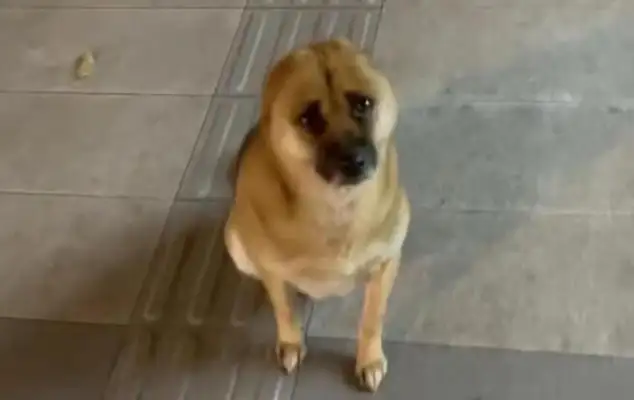 It's sad that Chengdu's son met a dog without hearing