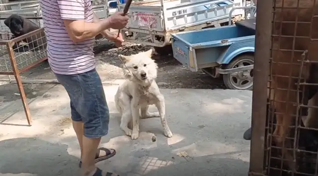 Jiangsu: Where's the dog-dog out of the yard? The dog car is full of pets, owner of the dog field: it's worthless