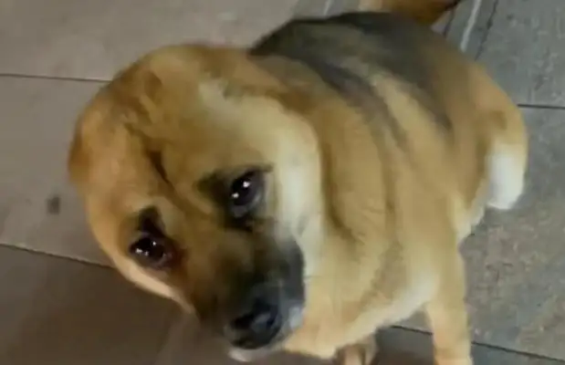 It's sad that Chengdu's son met a dog without hearing