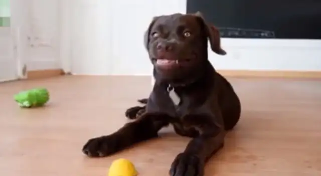 The dog's face is so weird, he'll bite his teeth and look at the lemons on the ground
