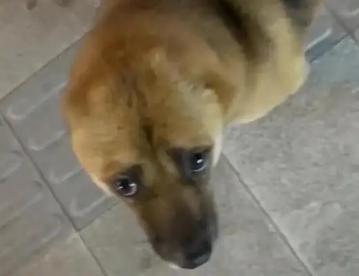 It's sad that Chengdu's son met a dog without hearing